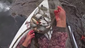 ВСЯ РЫБА ЗАБИЛАСЬ ПОД КОРЯГИ В ЛЕСУ. В ДЕБРЯХ НА ПОПЛАВОК. Рыбалка на поплавочную удочку