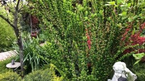 Прогулка по южному саду в начале мая🌿.