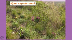 Дикие крохотные ирисы-касатики. Пение жаворонка. Цветение в степи