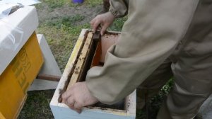 Пасека с нуля. С одной рамки до медовика. День пятый ревизия маточников.