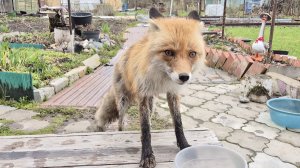 (1262) Лиса приходит в гости. Апрель 2026