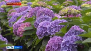Несколько тысяч кустов гортензии вырастили агрономы в селе Хомутово