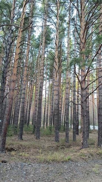 Сибирский лес.Просыпается....
