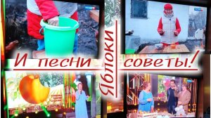 Яблоня! Старинный способ удобрения, сорта!