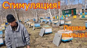СТИМУЛЯЦИЯ СЕМЕЙ! ПЕРВАЯ ПЫЛЬЦА!  Карника в Сибири