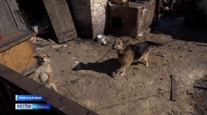Новокузнечане недовольны активностью соседки-зоозащитницы