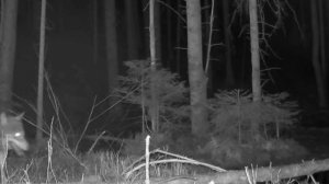 Видео фото ловушки 🐺🐺