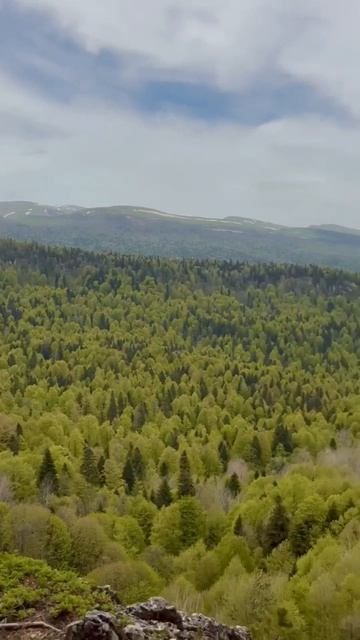 Приключения в Адыгеи, русской псовой борзой Зевса