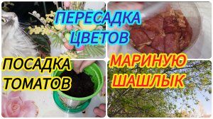 Посадка томатов / Мариную шашлык / Кухонные садоводы 😉