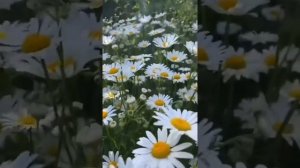 1000267918.mp4