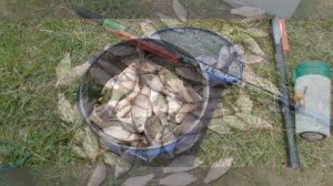Сегодня порыбачил на поплавок🎣 Прикормка Стерля (Чеснок). Наживка навозный червь, опарыш.