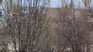 на вишне цветут листья в деревне
