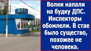 Волки напали на будку ДПС. В стае было существо, похожее на человека