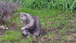 Коты и май. Cats at the May rally