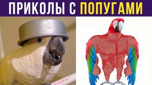 ПРИКОЛЫ С ПОПУГАЯМИ)