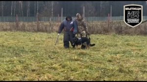 Тренировка кинологического подразделения народной дружины Мытищ им. М.И. Колпакова.