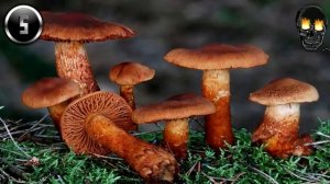 10-Самых ядовитых грибов СНГ.