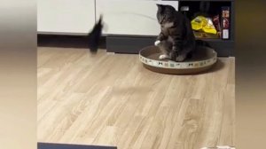 Смешные видео с домашними животными 🤣 прикольно и смешно🐕🐤🐈⬛