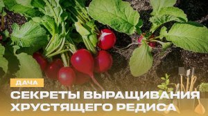 Идеальный урожай лука и редиса | За что рододендроны называют капризными? | Лунный календарь | Дача