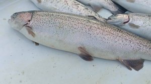 1000097252.mp4
