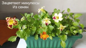 Выращивание Мимулюса из семян #мимулюсизсемян, #мимулюсгубастик #цветокмимулюс, #выращиваниемимулюса