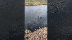 Рыбалка поймал чебака !