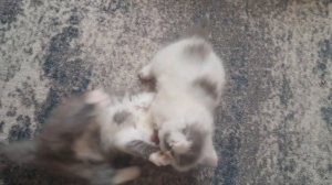 Весело котятам.