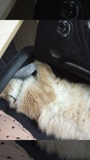 моя собака Тима😭😭😭, мой кот Персик♥️