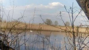 белые лебеди.