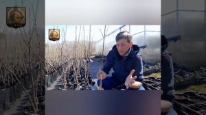 Дюк (черевишня) - тонкости посадки.
