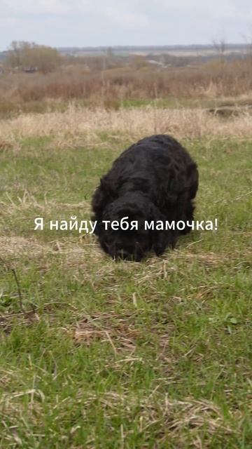 Я найду тебя мамочка!