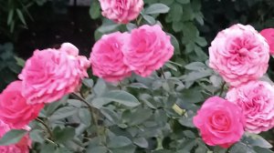 Роза цветёт не для всех — а для тех, кто умеет видеть её красоту.
