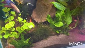 жара +30 Красноярск 😊купила питунии ,поездка в садовый центр ~обзор! 👍👍😍🌱🌱🌱