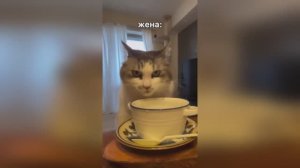 #смешныевидео -1363