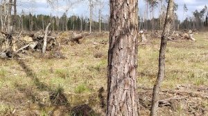 Поход за сморчками в лес. БРЯНСКАЯ область поселок. Тросна.