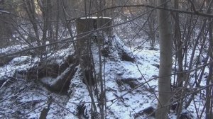 Нашёл самородное Золото под корнем дерева!