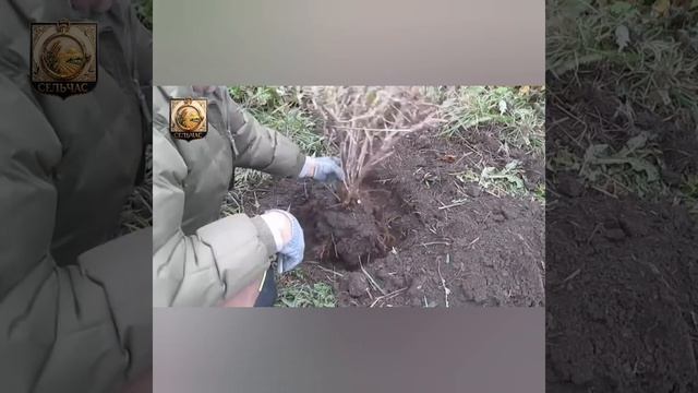 Посадка крыжовника осенью.