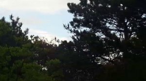 «Лесной дождь: природное великолепие»