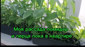 Вид с окна, вечерний закат. Моя рассада помидор и перца пока в квартире.