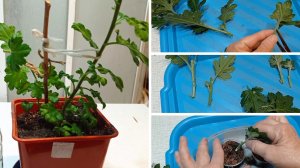 Обрезаю и черенкую корейскую хризантему.