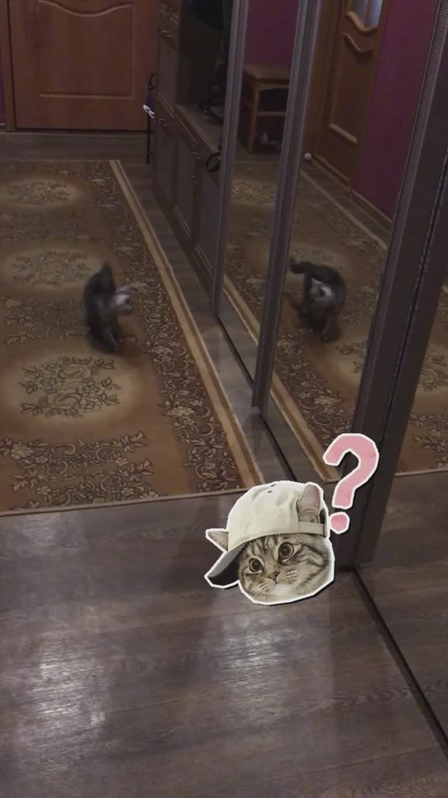 КТО ЭТО ТАМ?! 😼