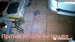 Ёж и кошка