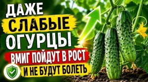Даже слабые ОГУРЦЫ вмиг пойдут в рост и не будут болеть, натуральная подкормка от бабушки