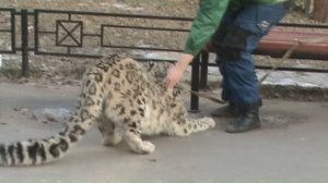 Снежный барс Ирбис хочет гулять Питер зоопарк Snow leopard Irbis wants to go for walk St. Peter Zoo