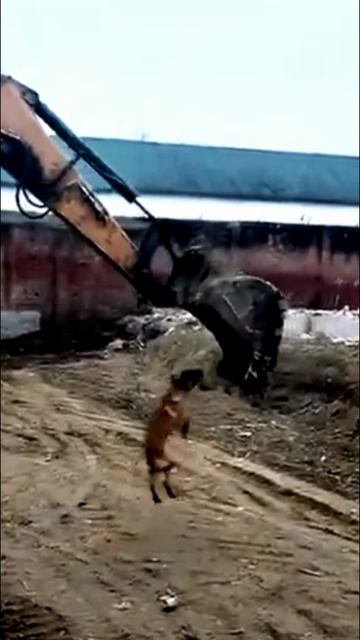 Собака катается в ковше