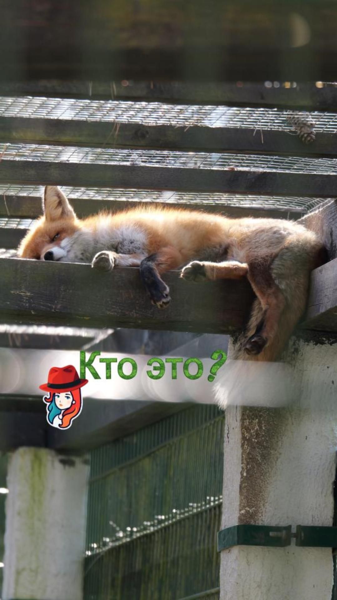 Спящие красотки