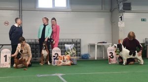 25.04.2026, СПб. Клуб «Каскад» (РКФ, РФЛС). Выставка собак «СОЗВЕЗДИЕ СЕВЕРНОЙ СТОЛИЦЫ» (САС,ЧФ)