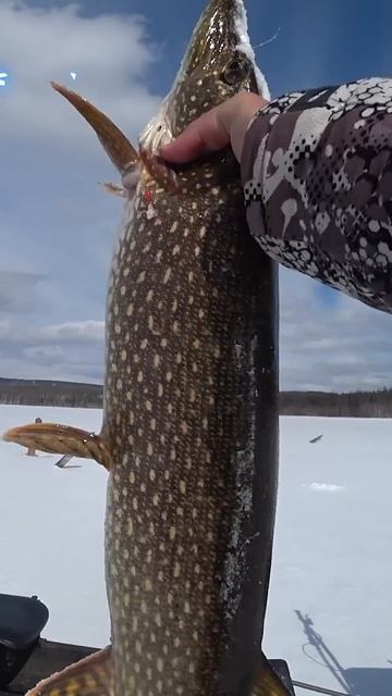 СКОРО Битва со щукой в коряжнике!