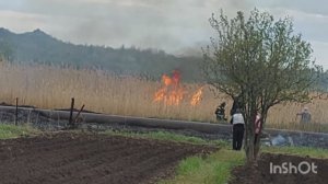 Высадила новые растения / Землянику выгнала из теплицы / Горит сухая трава, приехали пожарные /