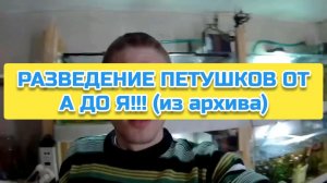 РАЗВЕДЕНИЕ ПЕТУШКОВ ОТ А ДО Я!!! (из архива)